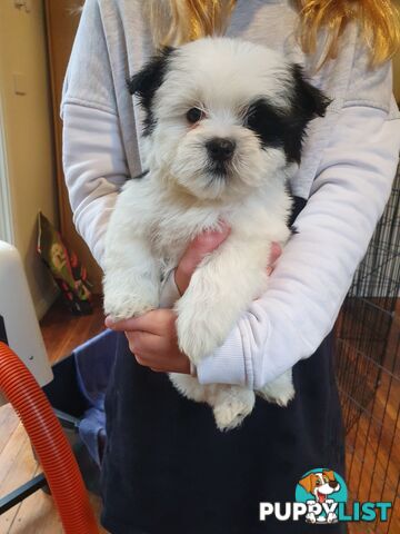 Maltese shihtzu puppies