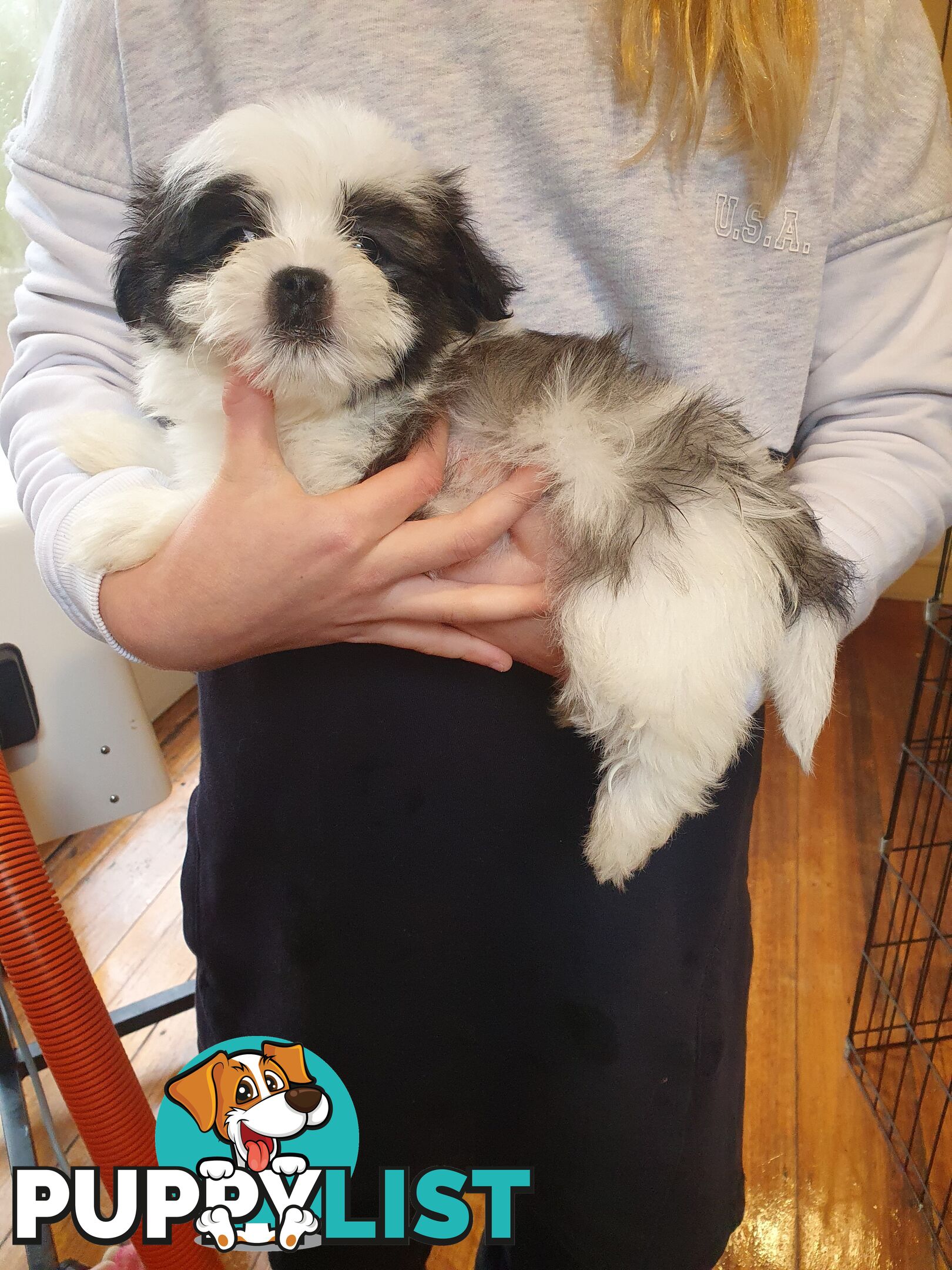 Maltese shihtzu puppies