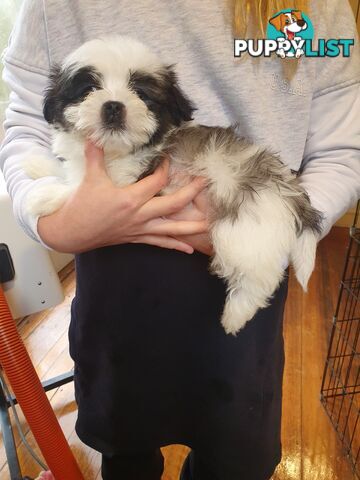 Maltese shihtzu puppies