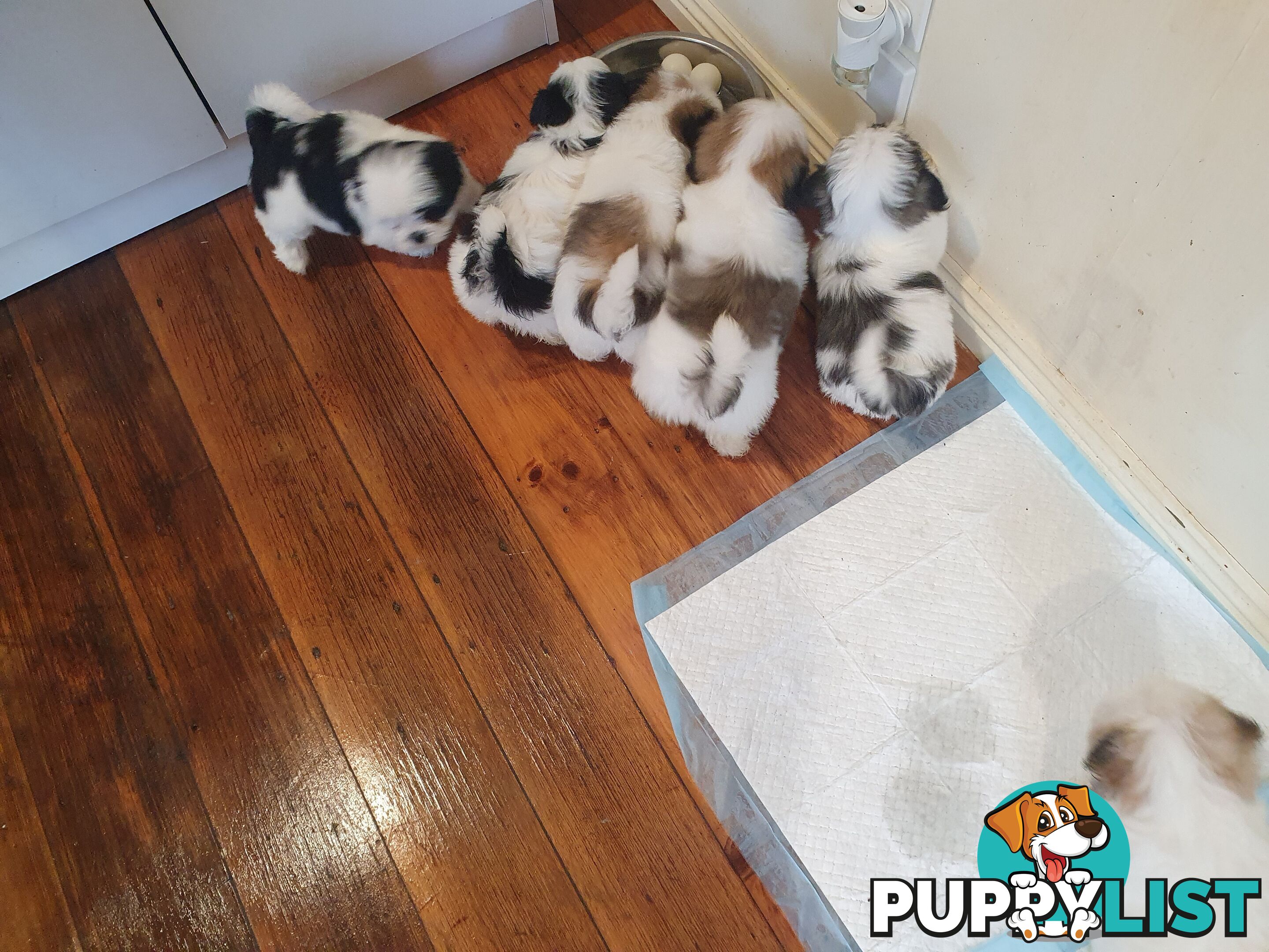 Maltese shihtzu puppies