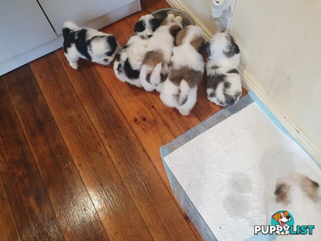 Maltese shihtzu puppies