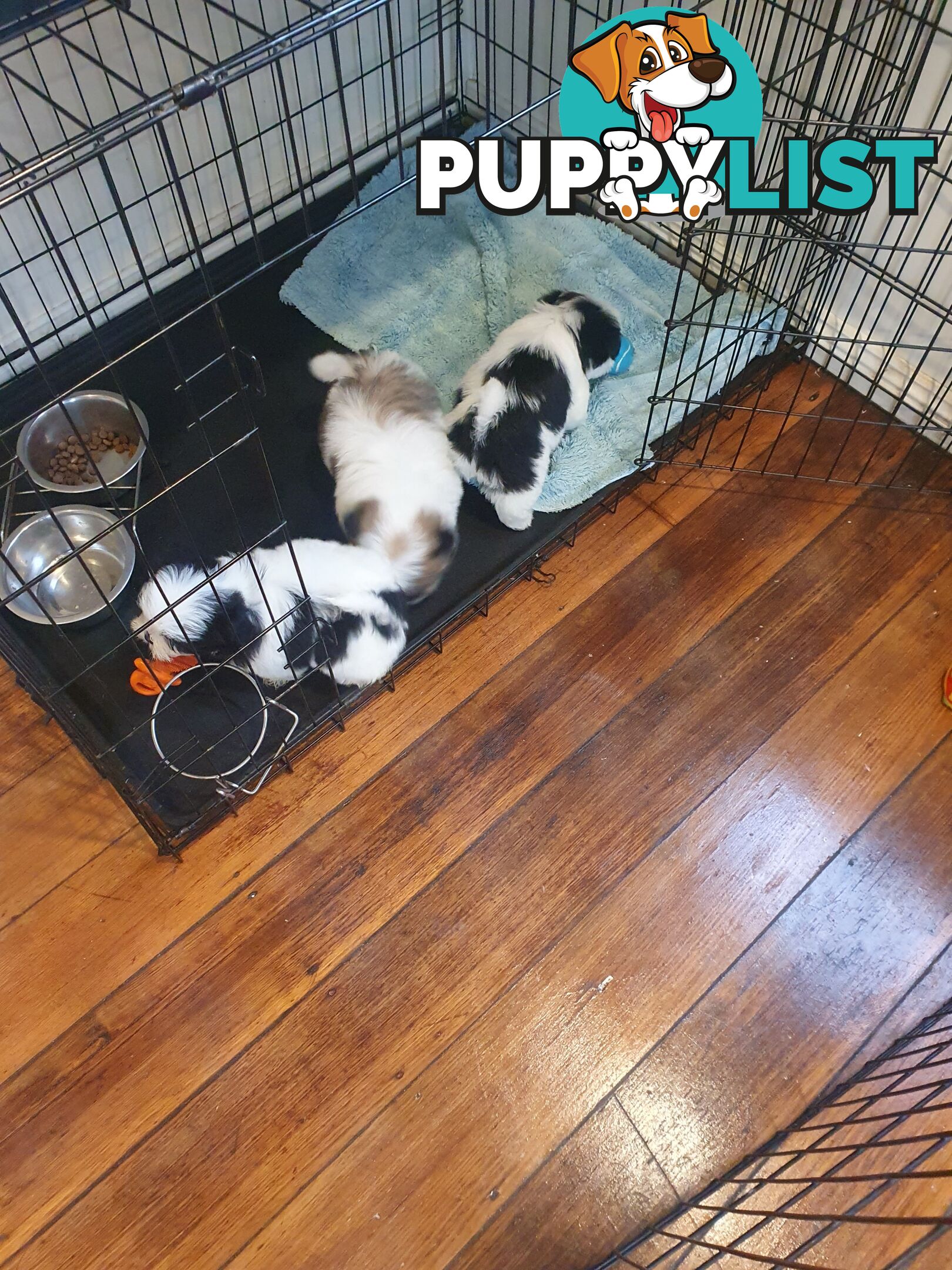 Maltese shihtzu puppies
