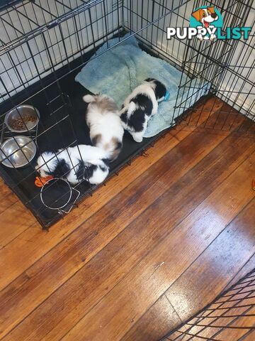 Maltese shihtzu puppies