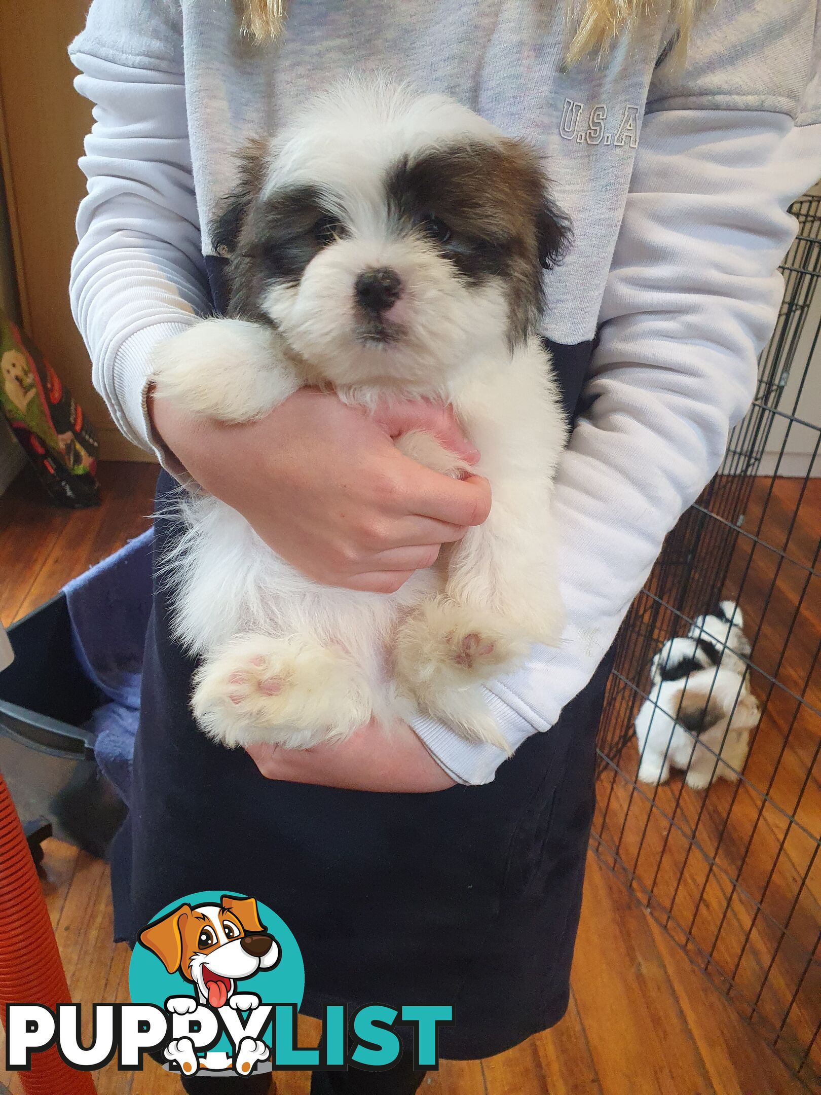 Maltese shihtzu puppies