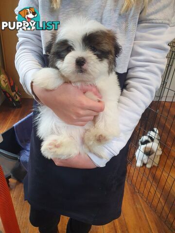 Maltese shihtzu puppies