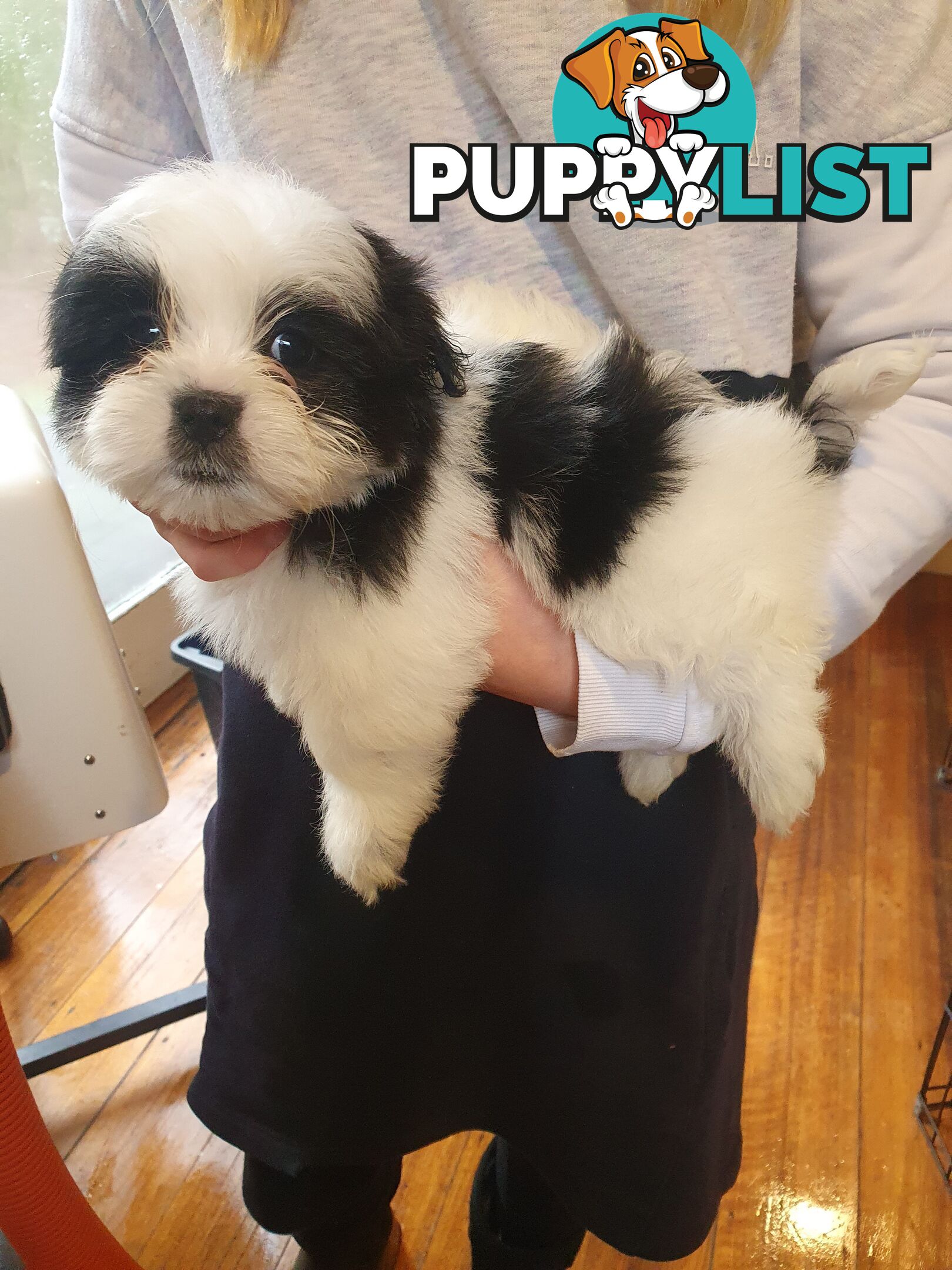 Maltese shihtzu puppies