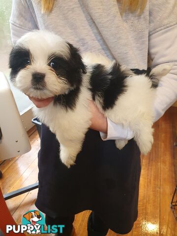 Maltese shihtzu puppies