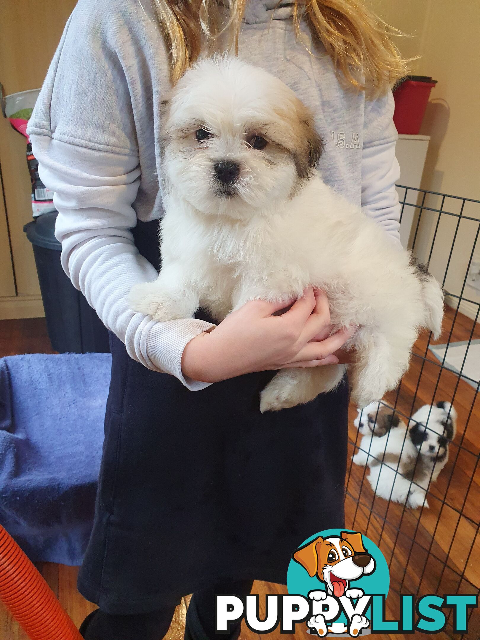 Maltese shihtzu puppies