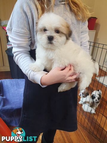 Maltese shihtzu puppies