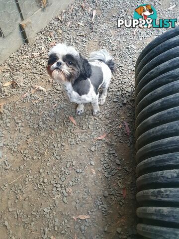 Maltese shihtzu