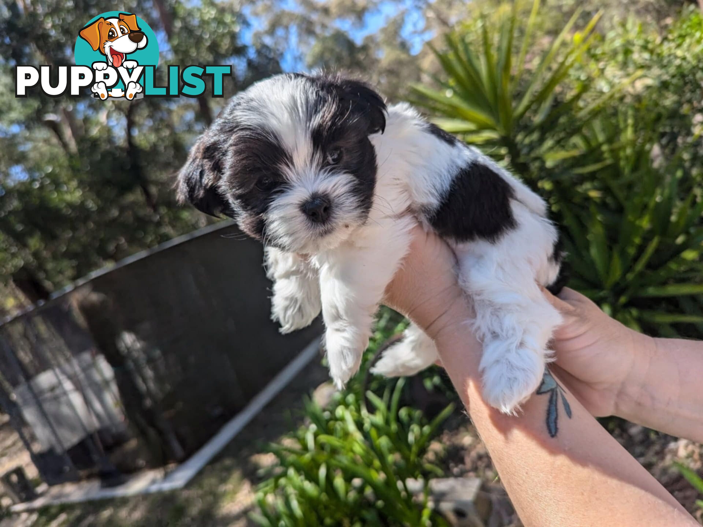 Maltese shihtzu