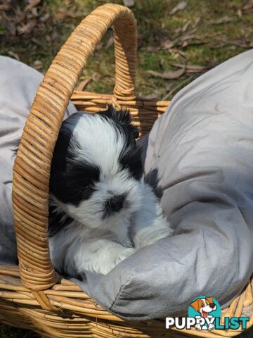 Maltese shihtzu