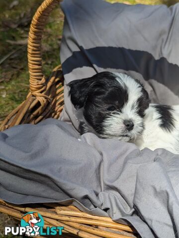 Maltese shihtzu