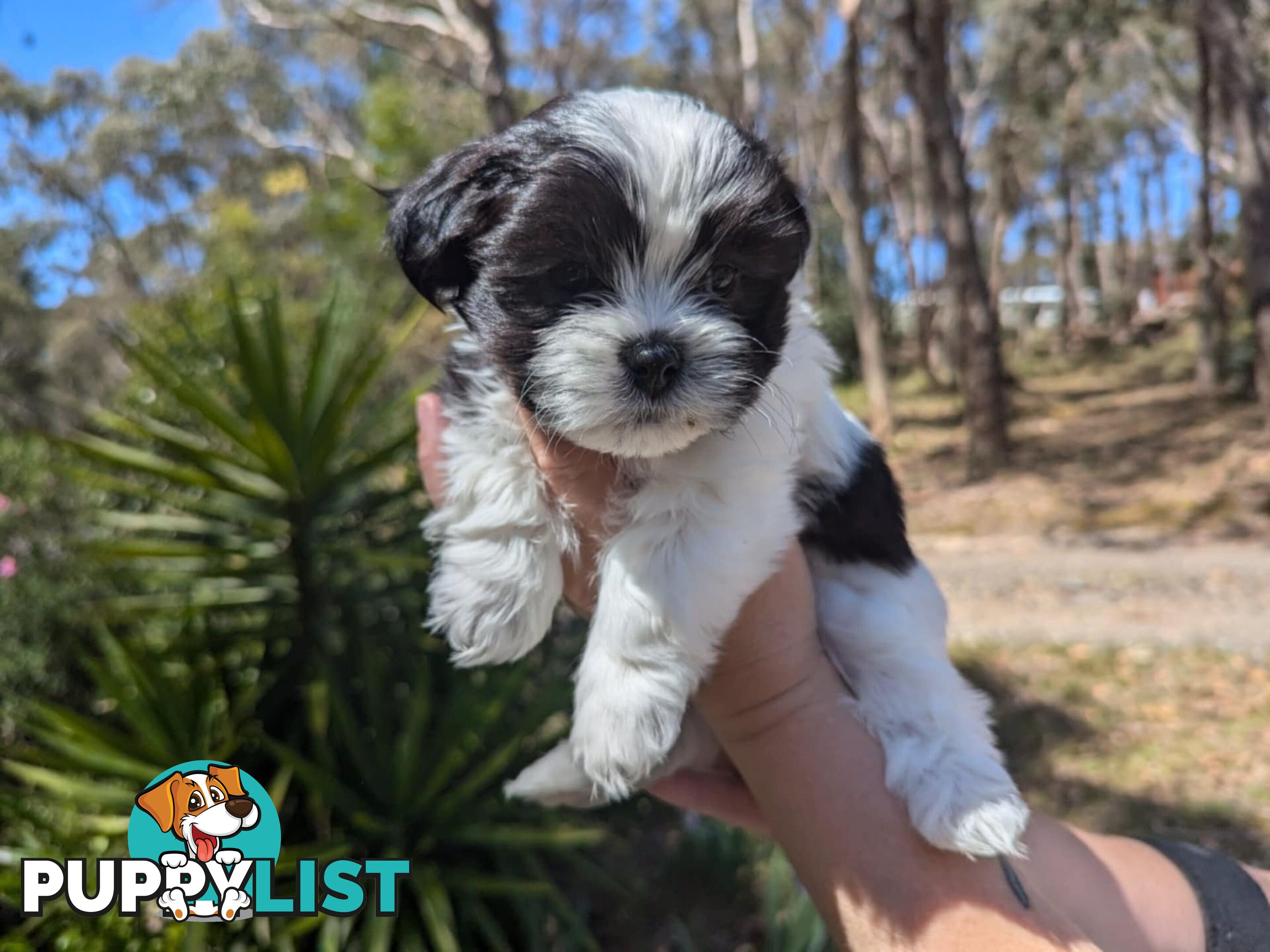 Maltese shihtzu