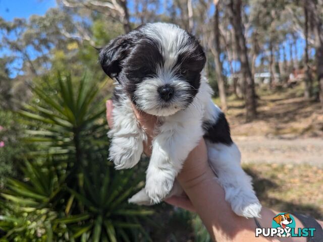 Maltese shihtzu