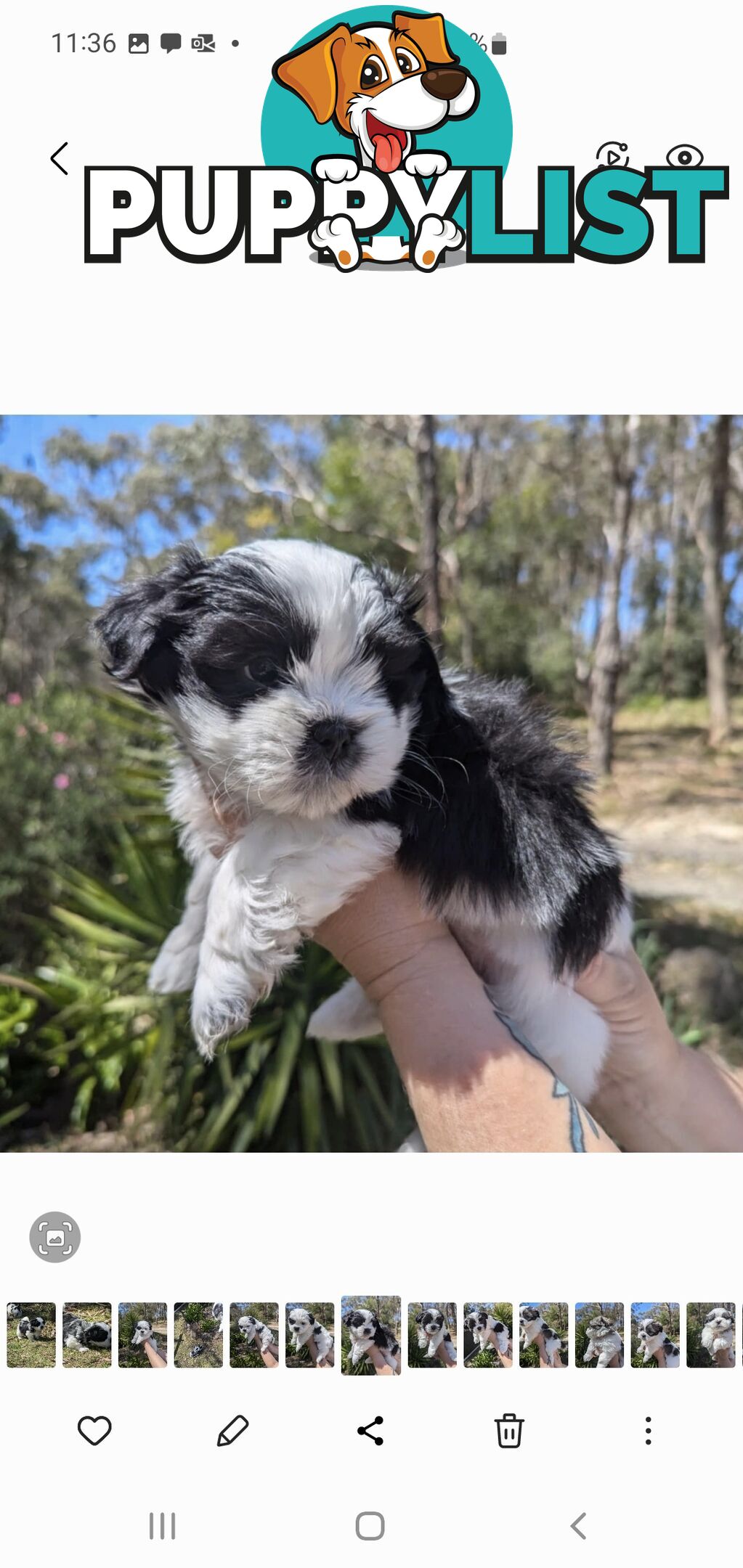 Maltese shihtzu