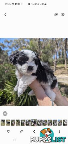 Maltese shihtzu