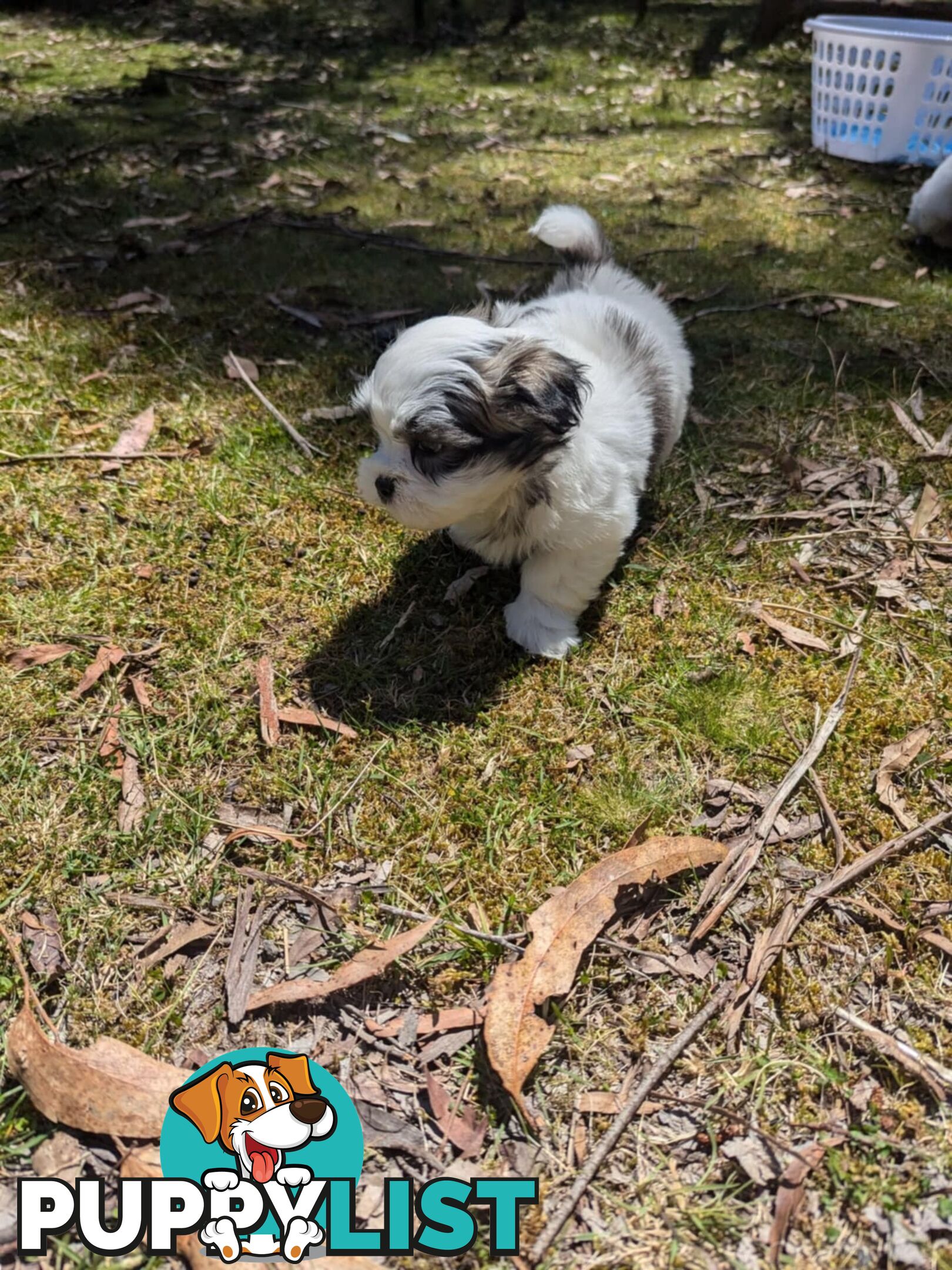 Maltese shihtzu