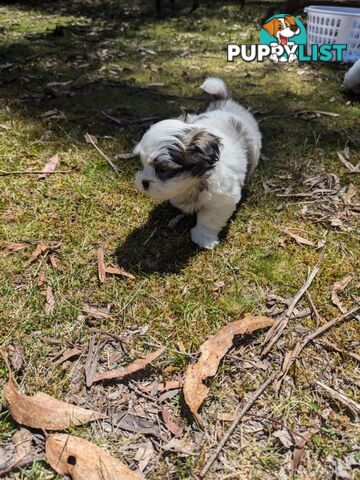 Maltese shihtzu