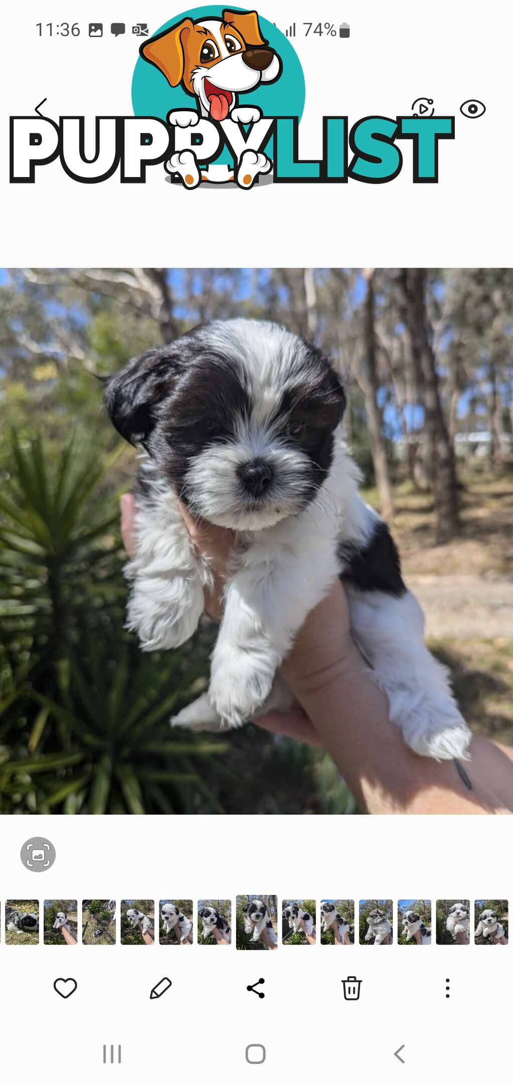 Maltese shihtzu