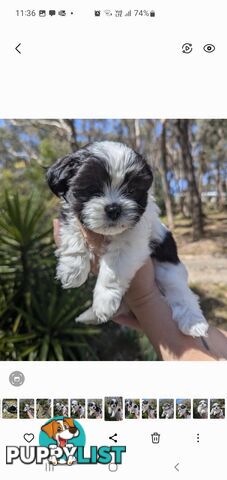 Maltese shihtzu