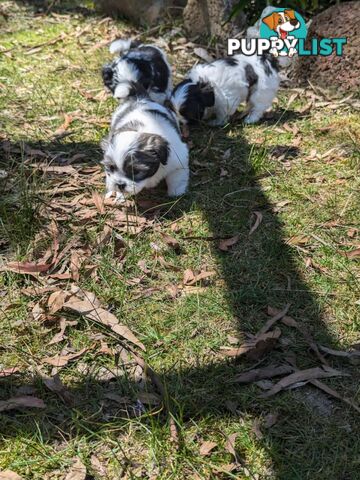 Maltese shihtzu