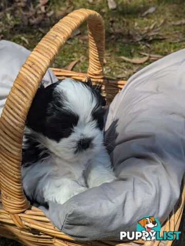 Maltese shihtzu