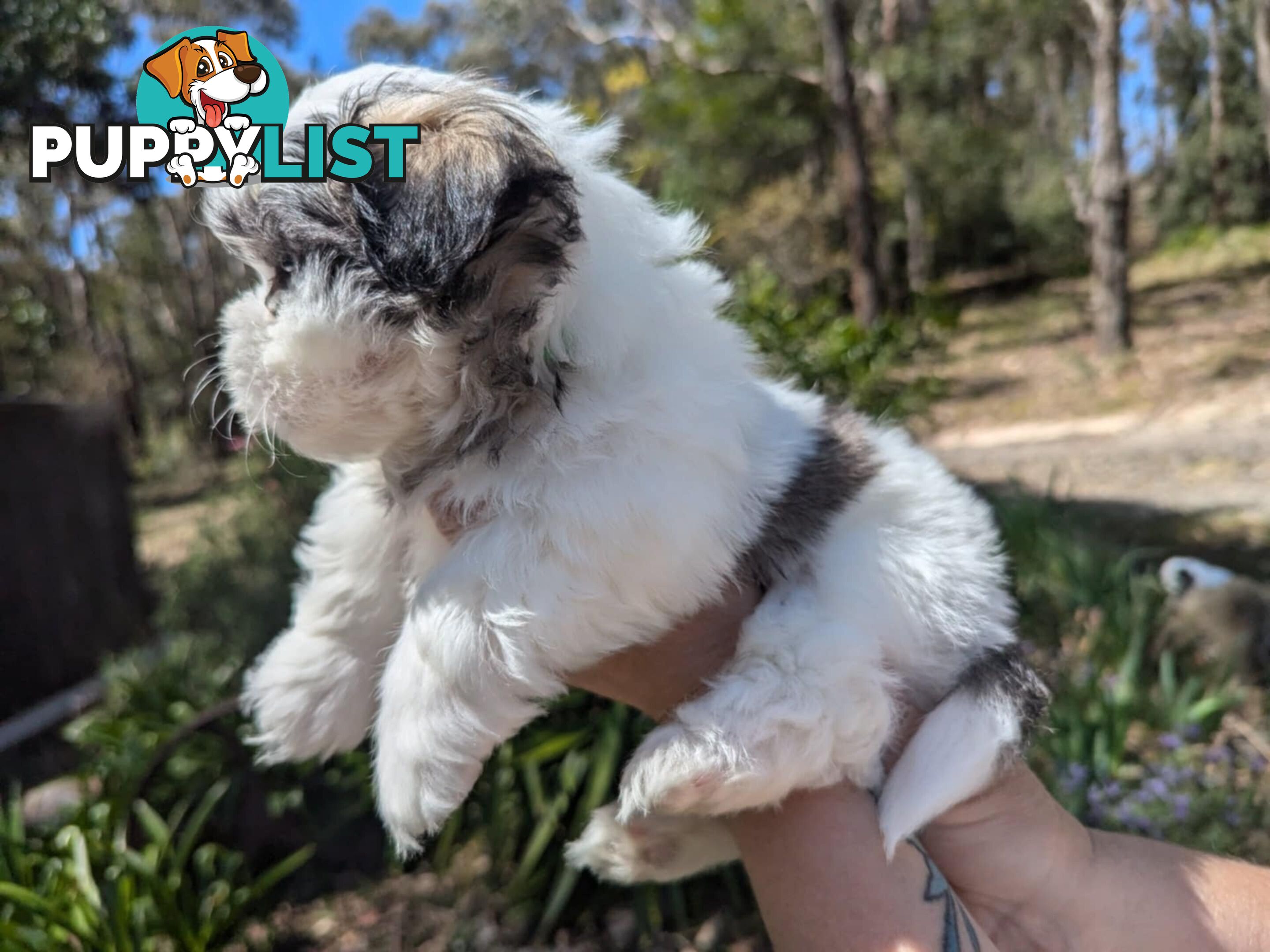 Maltese shihtzu