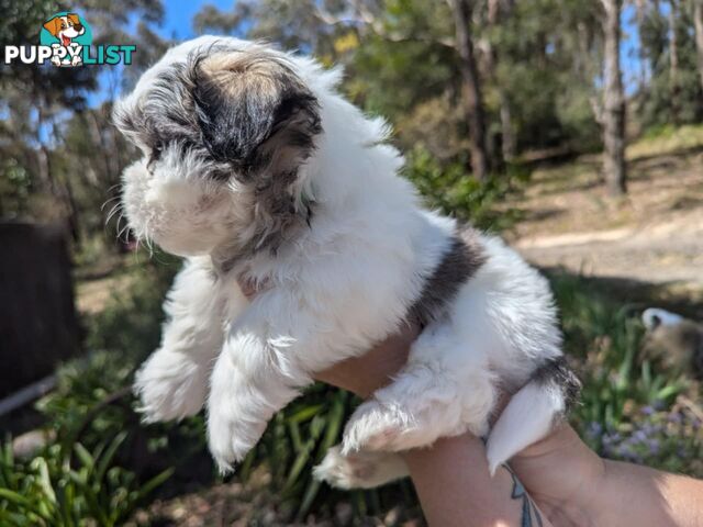 Maltese shihtzu