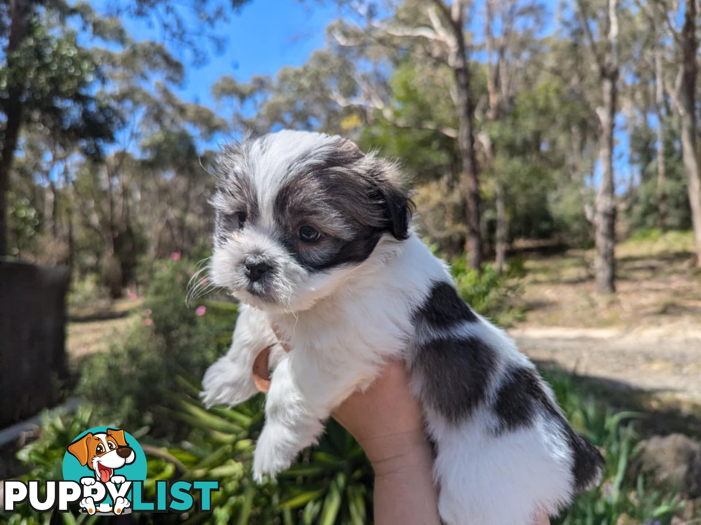 Maltese shihtzu