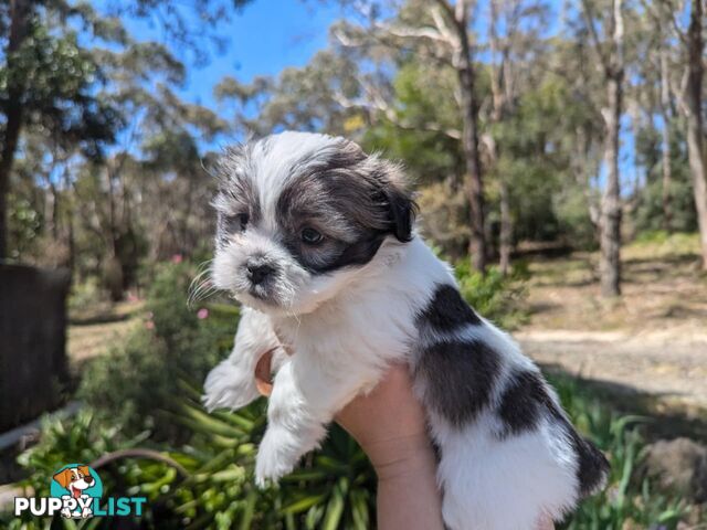 Maltese shihtzu