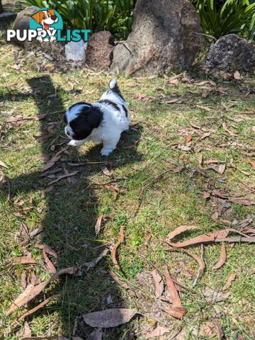 Maltese shihtzu