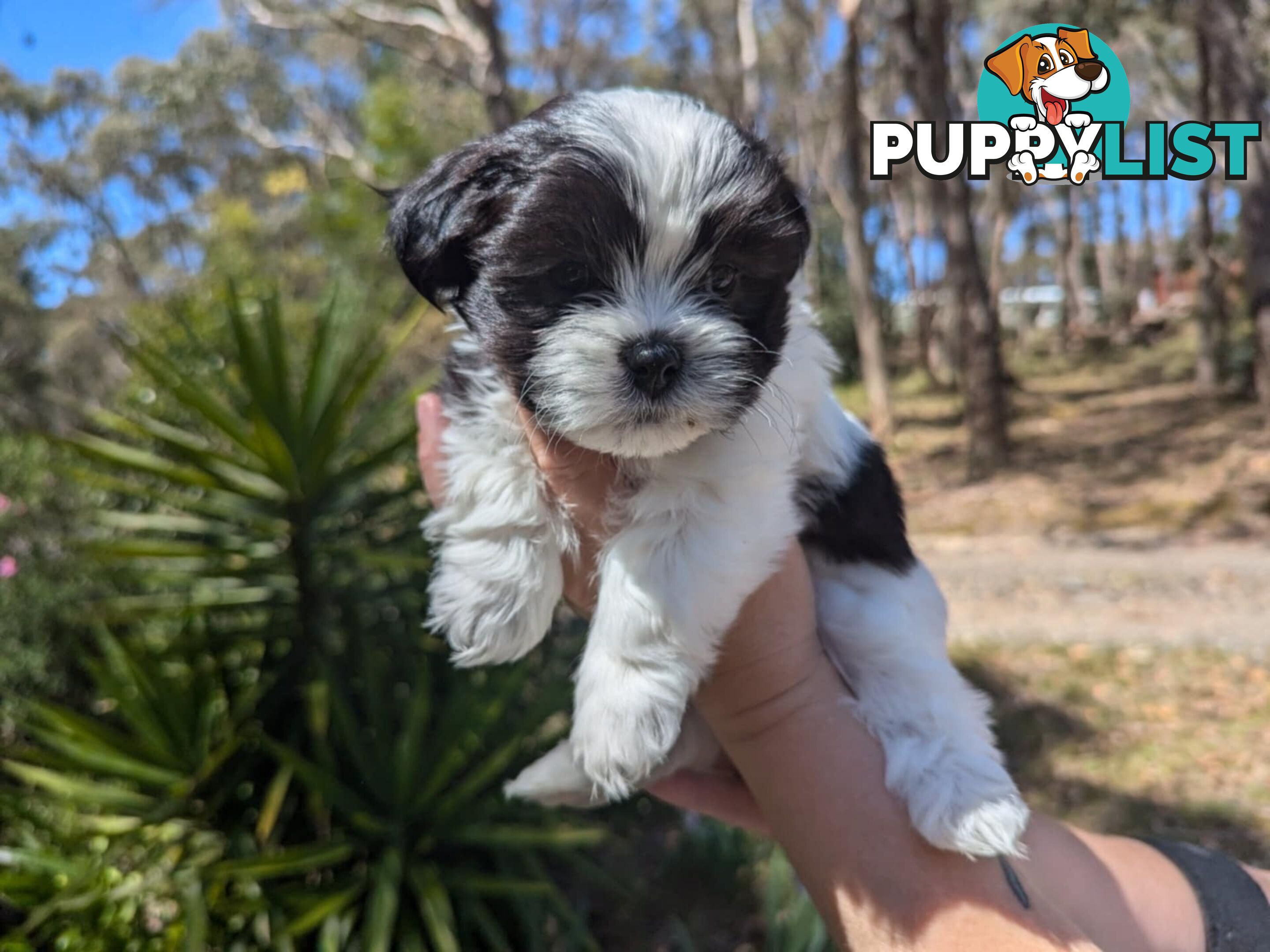 Maltese shihtzu