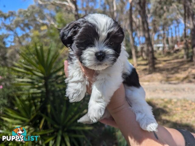 Maltese shihtzu