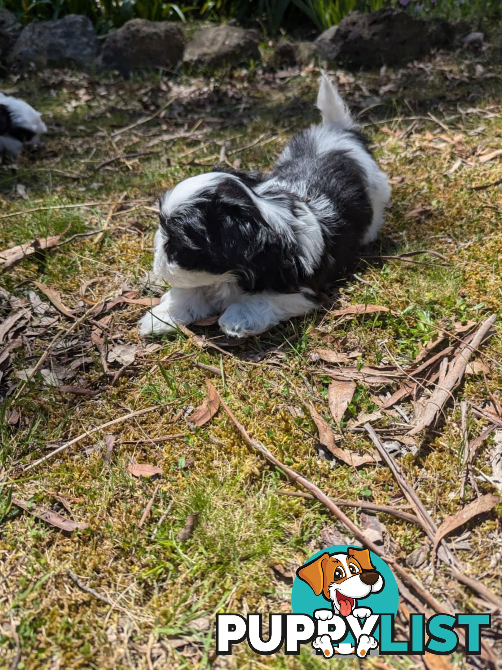 Maltese shihtzu