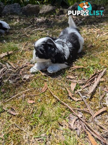 Maltese shihtzu