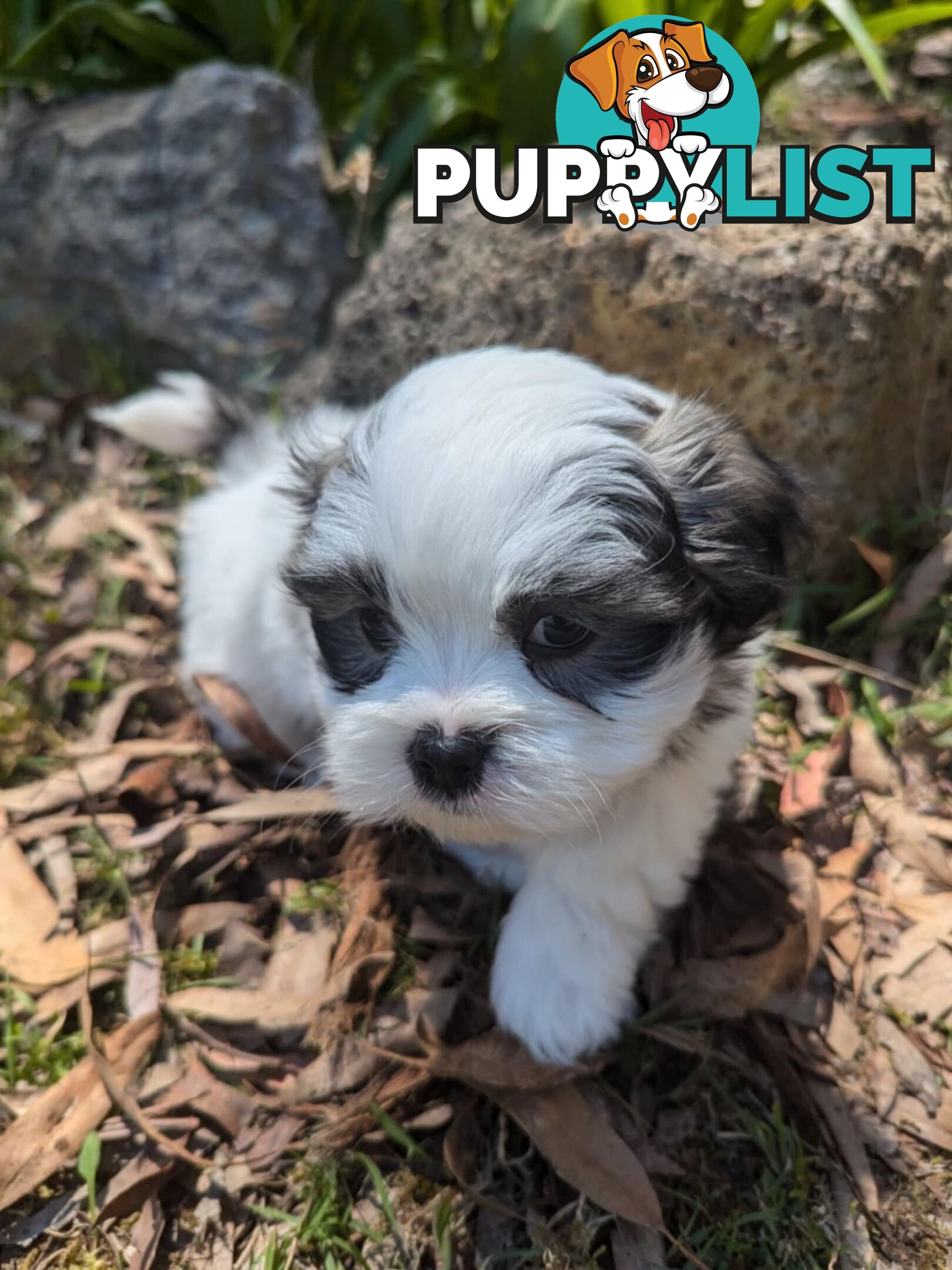 Maltese shihtzu