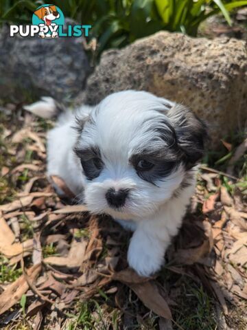 Maltese shihtzu