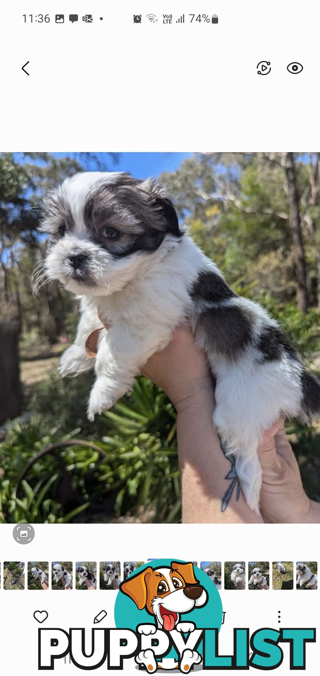 Maltese shihtzu