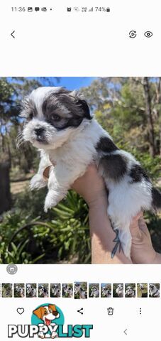 Maltese shihtzu