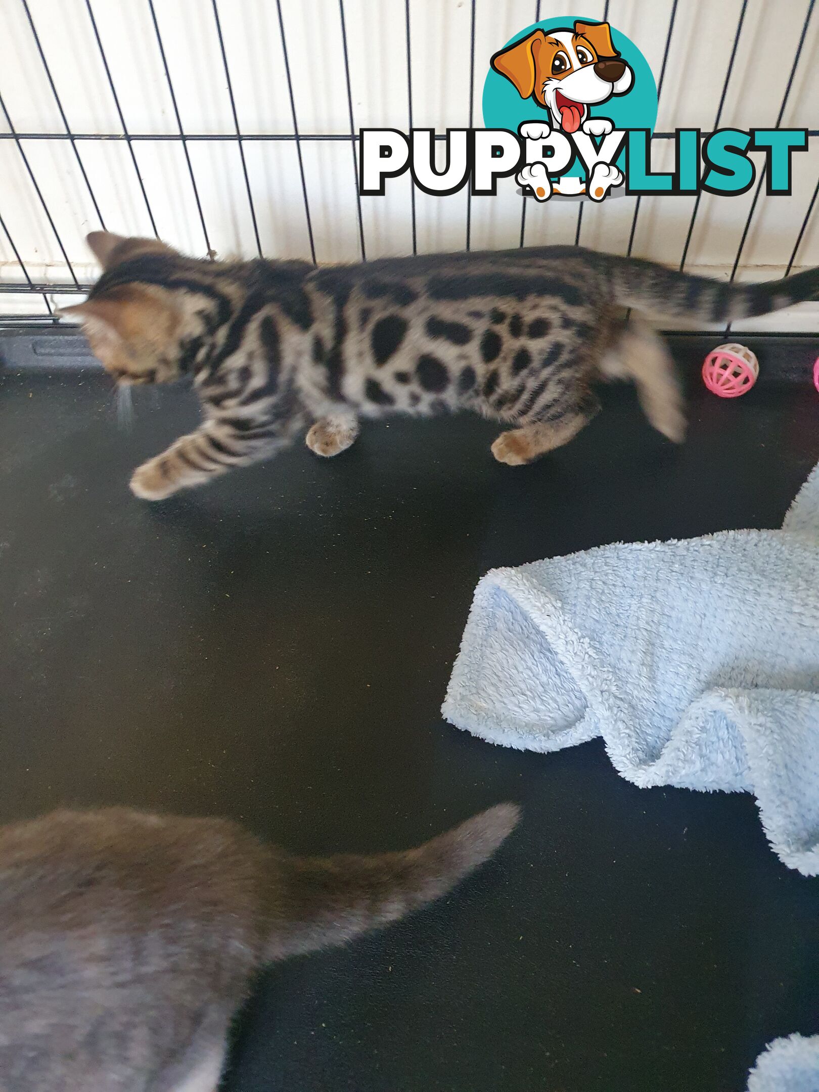 Purebred Bengal kittens