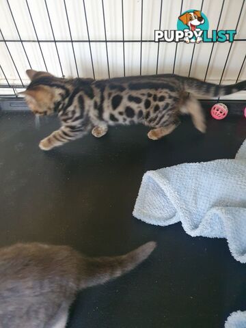 Purebred Bengal kittens