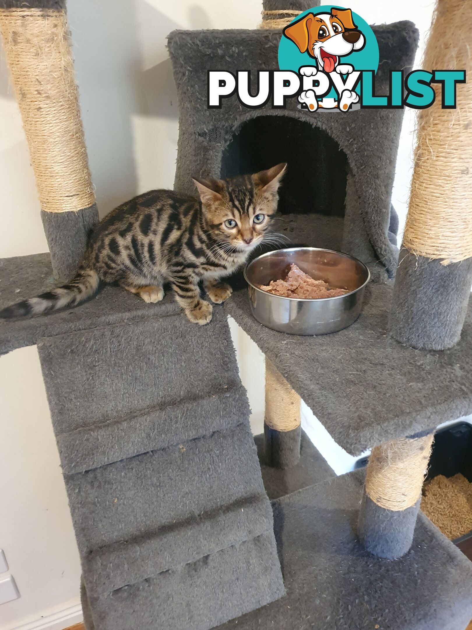 Purebred Bengal kittens