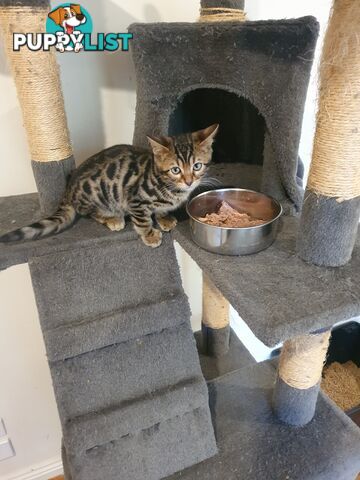 Purebred Bengal kittens