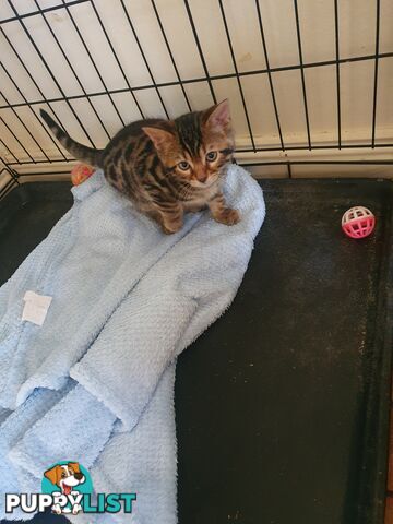 Purebred Bengal kittens