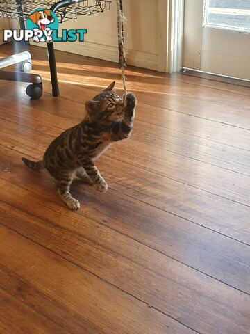 Purebred Bengal kittens