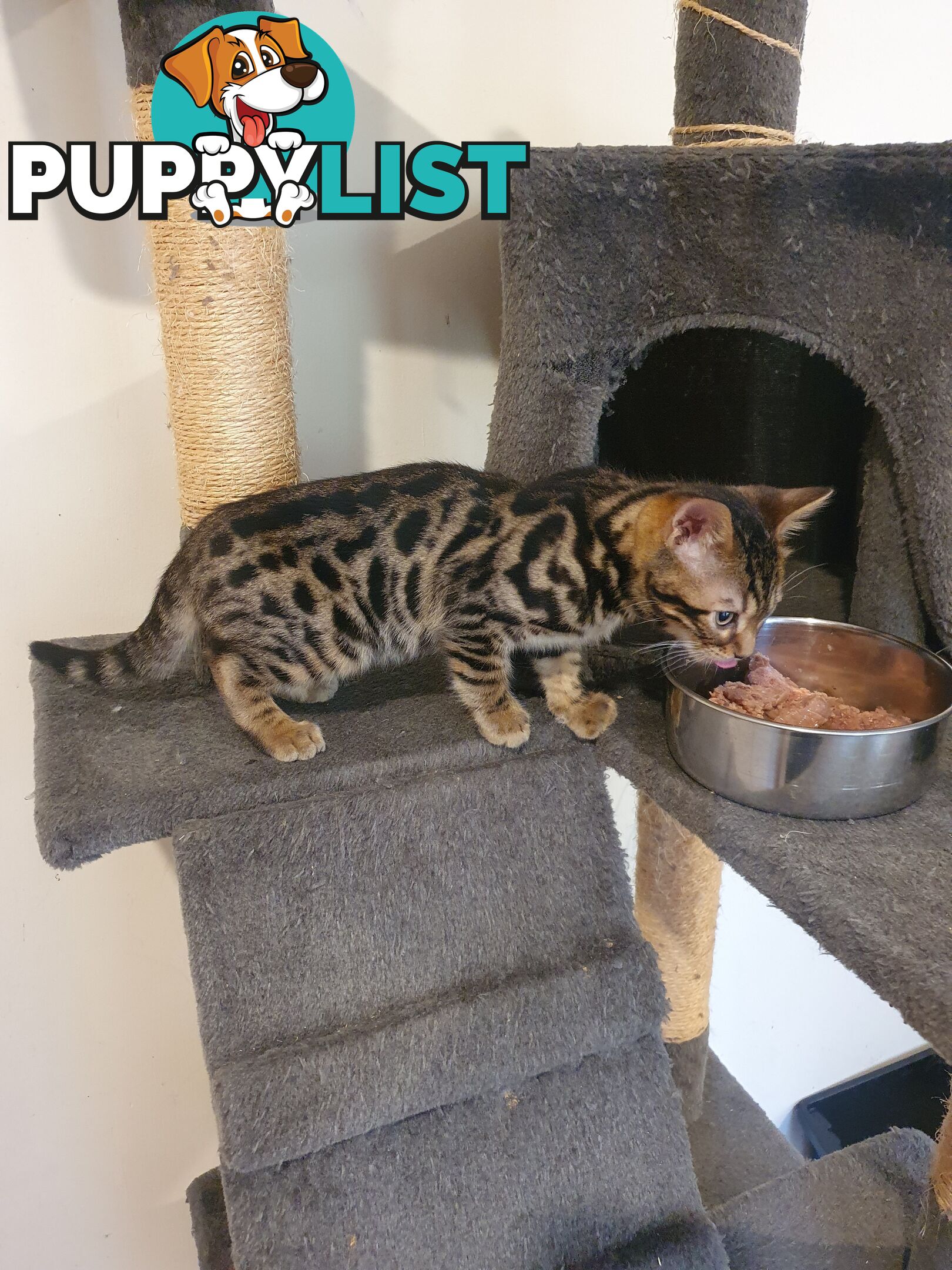 Purebred Bengal kittens