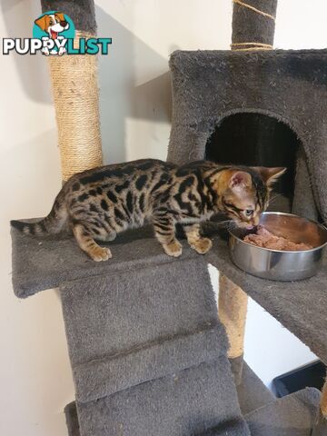 Purebred Bengal kittens