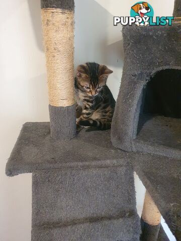 Purebred Bengal kittens