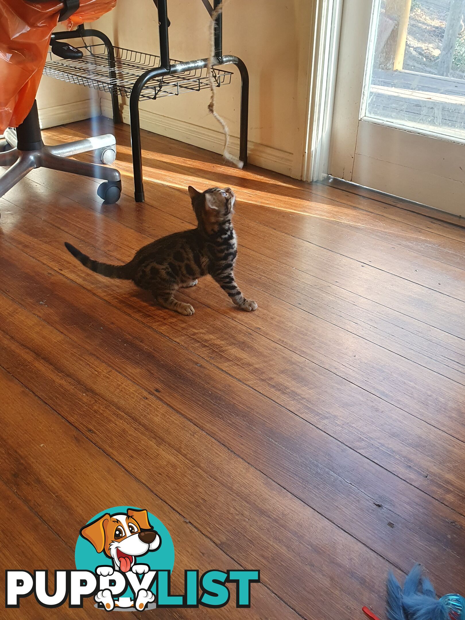 Purebred Bengal kittens